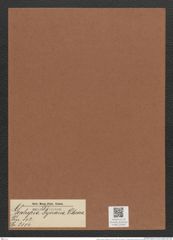 Gephyria dyerana O'Meara (de-Toni-Nr.: Genus 102, Species 3114) Zeichnungen Sammlung Grunow Mappe 03340 (Herbarium_W_Grunow_drawings_Folder_03340)
